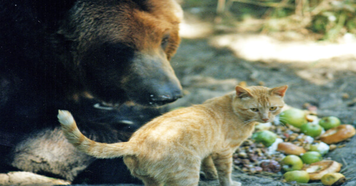 La insolita amicizia fra il gatto Tabby e l’orso Griz (VIDEO)