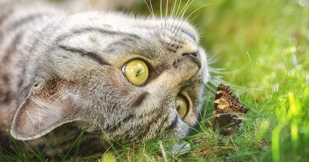 Gatto sdraiato in un prato