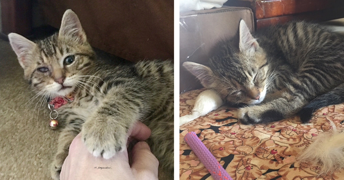 Hunter, il gattino malato che ha aiutato la sua famiglia a superare la perdita di un amico (video)