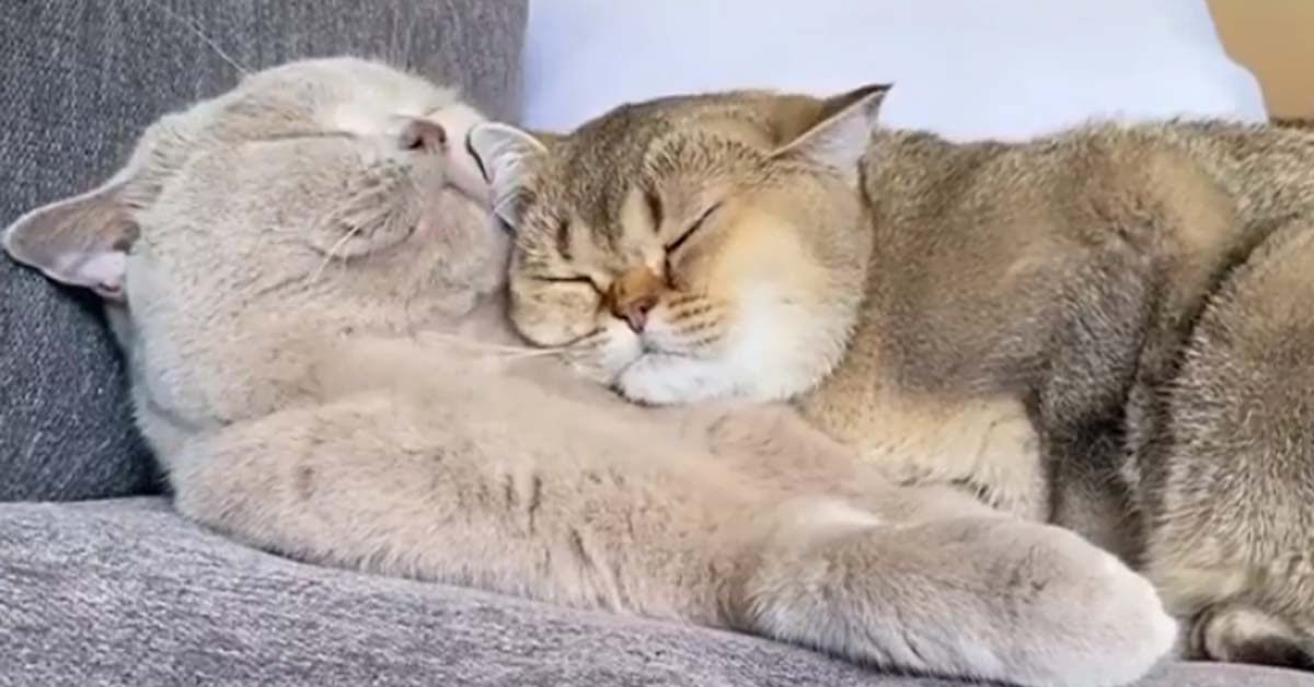 I due gattini si coccolano dolcemente mentre dormono (video)