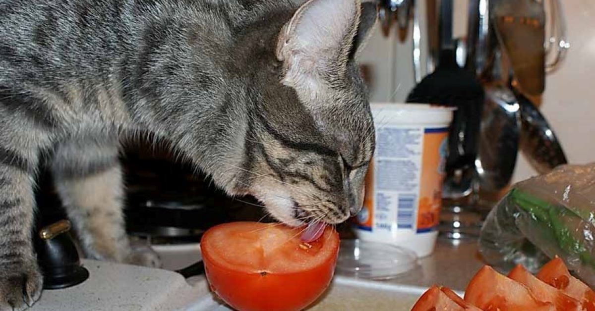 i gatti possono mangiare i pomodori