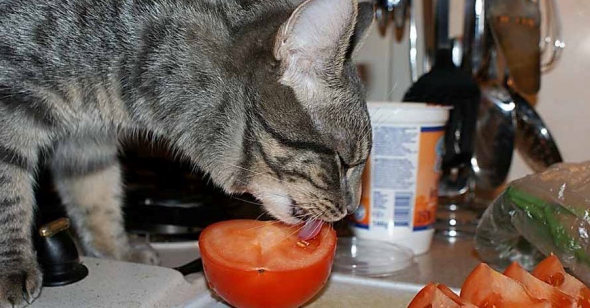 I gatti possono mangiare i pomodori oppure no?