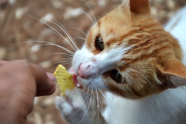 i gatti possono mangiare il formaggio