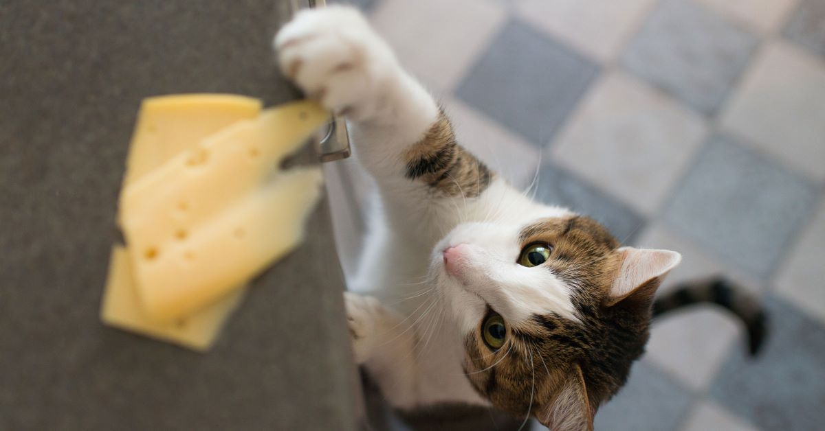 gattino prova a prendere il formaggio