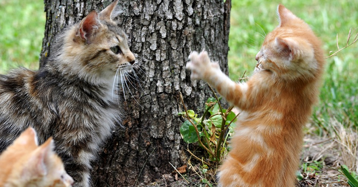 Due gattini che giocano