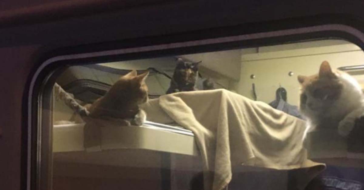 I gattini da portare in vacanza sono tanti e il proprietario decide di comprare un intero scompartimento del treno