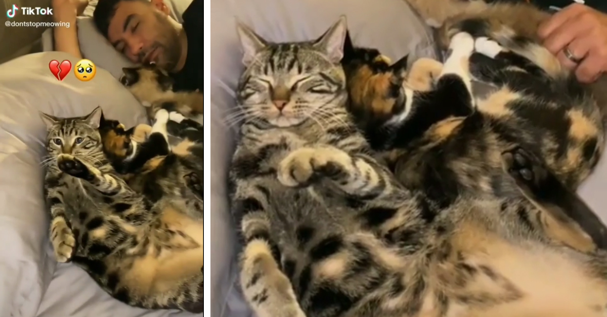 I gattini rubano il posto nel letto alla proprietaria e non hanno nessuna intenzione di cederglielo (video)