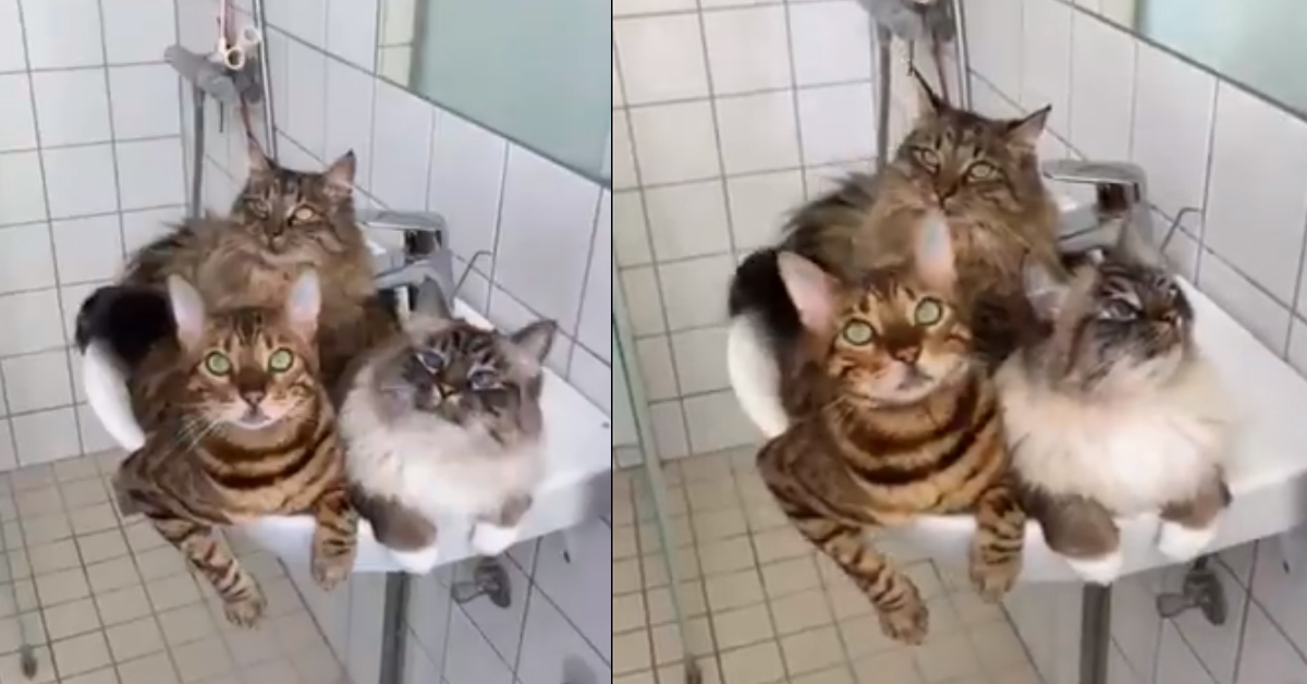 I tre gattini si rilassano dentro un lavandino e il video conquista il web