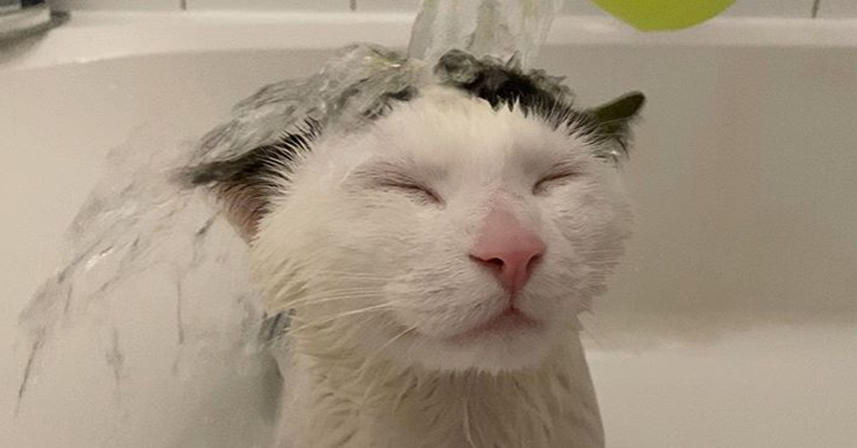 Il gattino Simba adora fare il bagnetto e farsi pulire e asciugare (video)