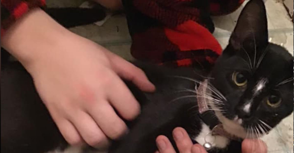 Il gattino abbandonato insieme ad un divano donato in beneficienza ora cerca la felicità