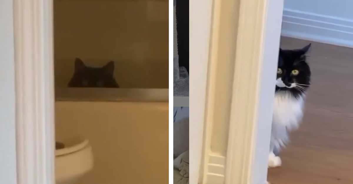 Il gattino adora spiare il suo proprietario credendo di passare inosservato (video)
