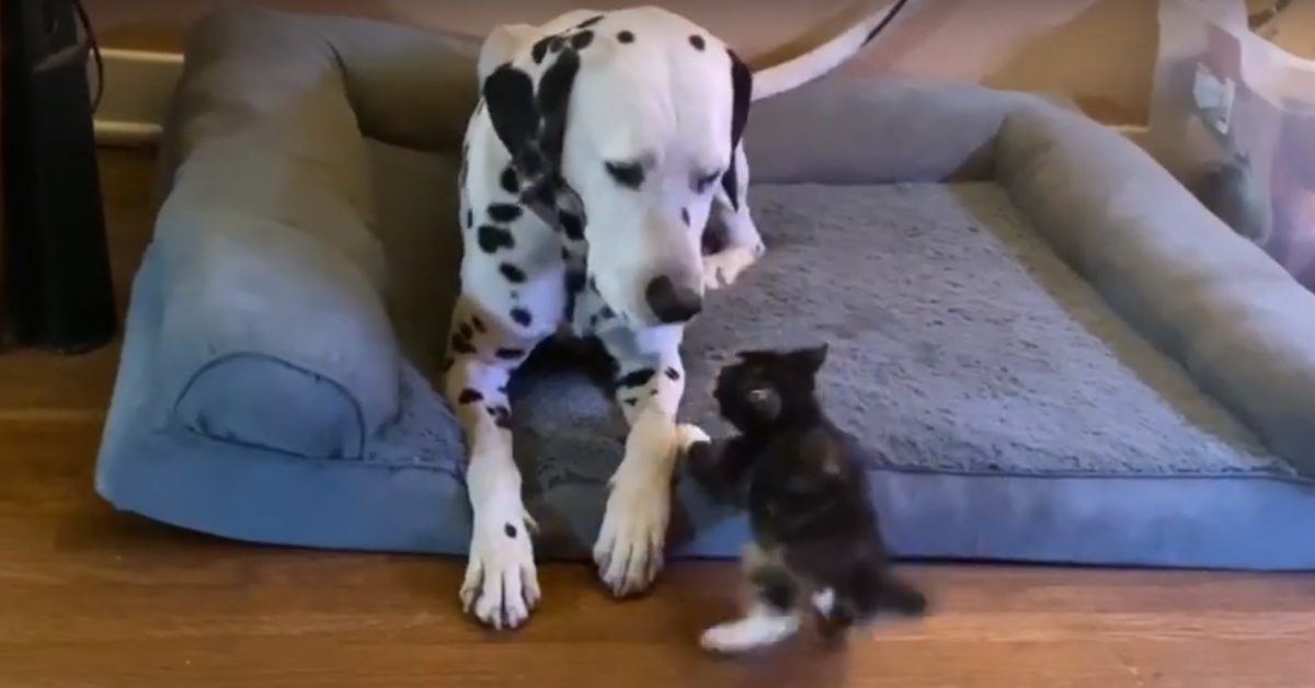 Gattino con un Dalmata
