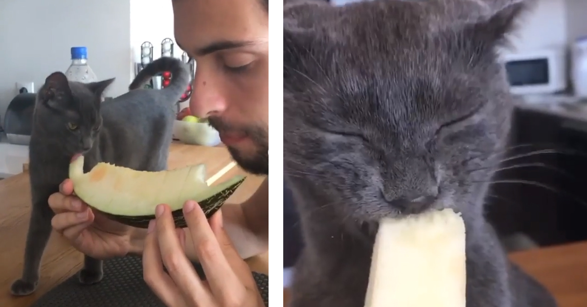 Il gattino assaggia un melone e la sua reazione fa impazzire il web (video)