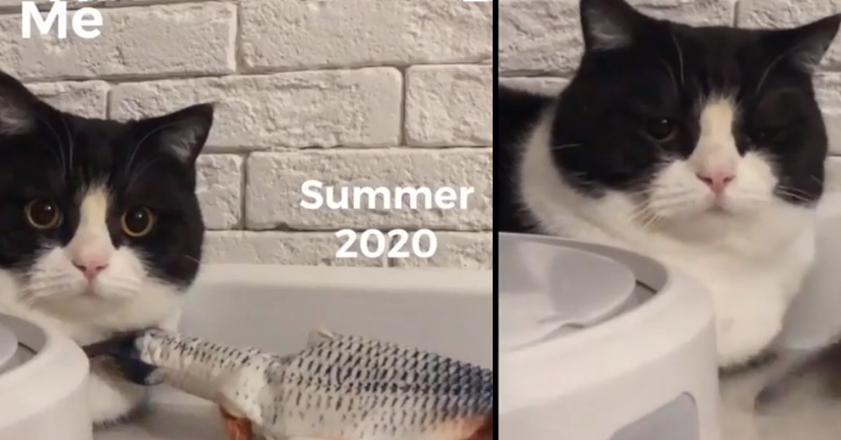Il gattino che “gioca” con un pesce finto è il riassunto del nostro 2020 (video)
