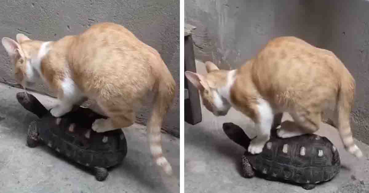 Il gattino chiede un passaggio alla tartaruga e il video conquista il web