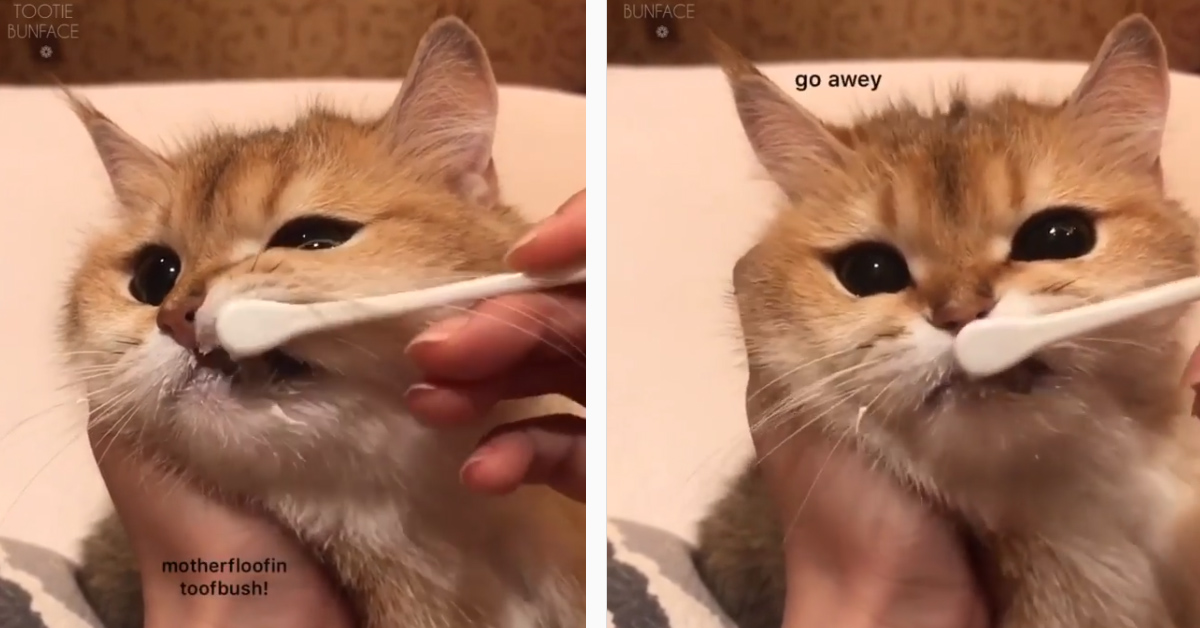 Il gattino deve lavarsi i denti ma non è molto felice (video)