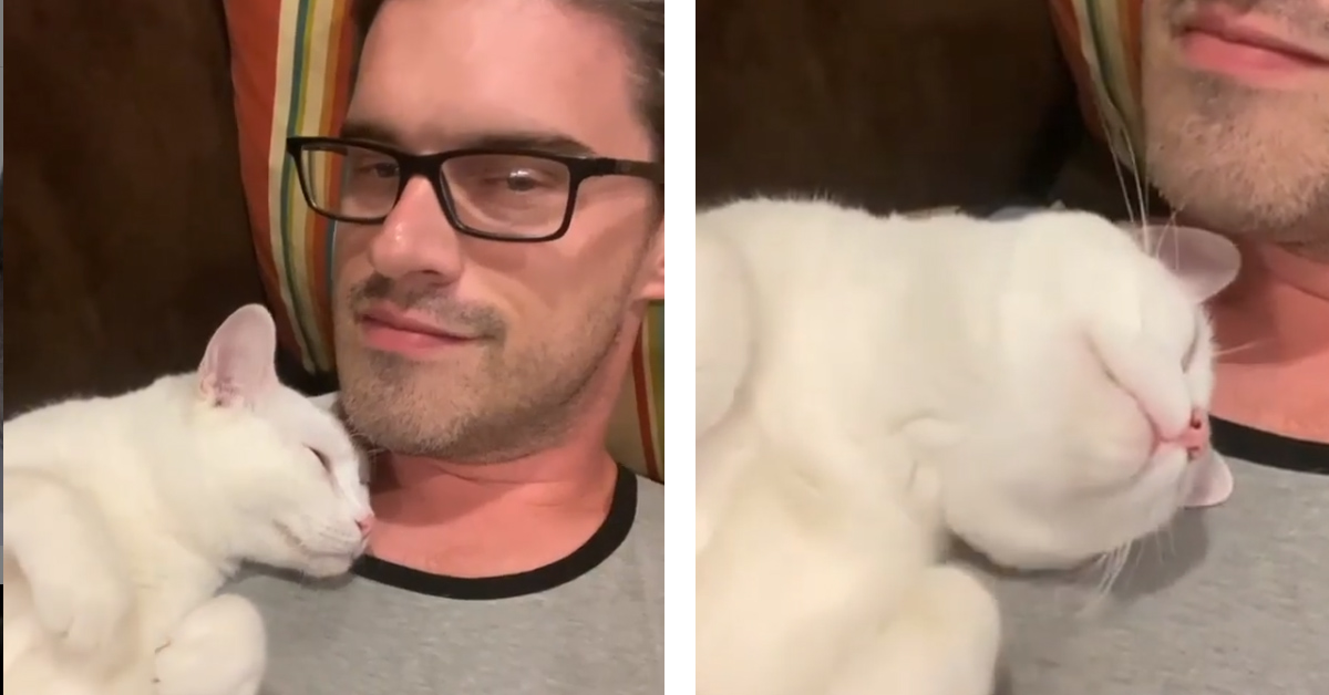 Il gattino dorme dolcemente sulla spalla del proprietario (video)