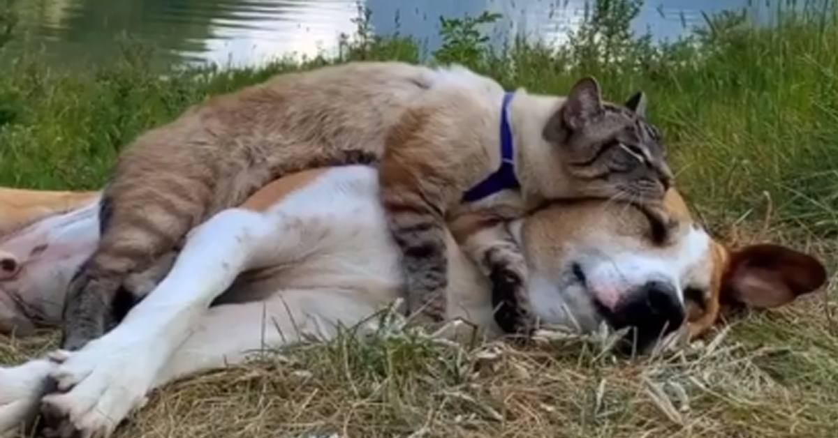 Il gattino dorme sdraiato sopra al cagnolino e il tenero momento conquista il web (video)