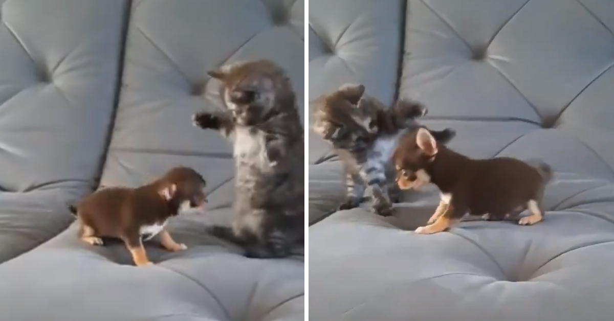 Il gattino e il cucciolo di cane “lottano” teneramente (video)