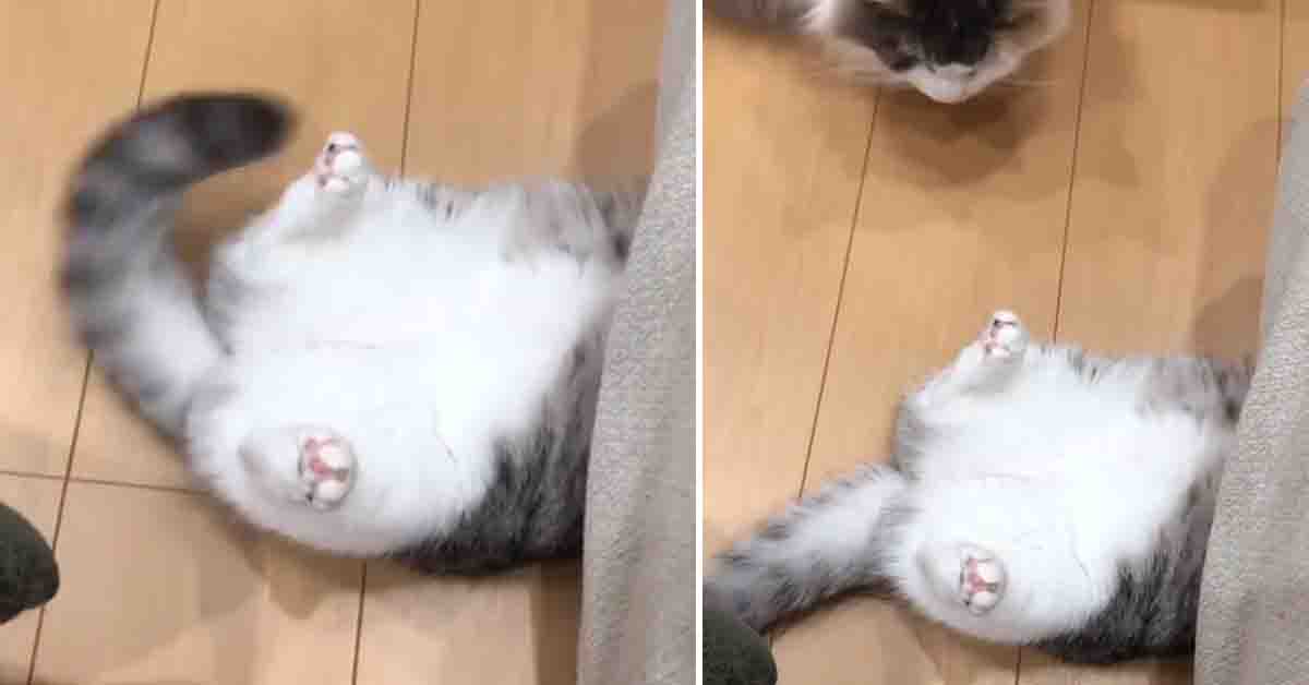 Il gattino è incastrato sotto al divano e suo fratello lo guarda stranito (video)