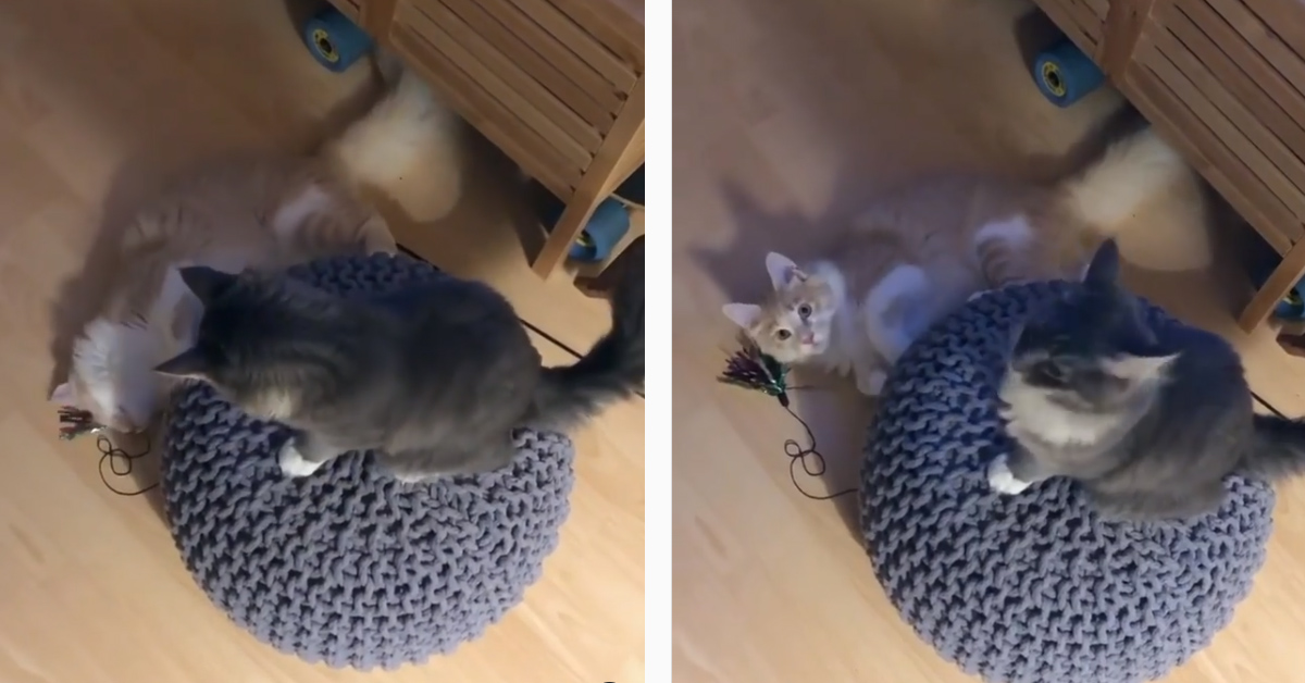 Il gattino fa il girotondo con il suo amico a quattro zampe e il video diventa virale