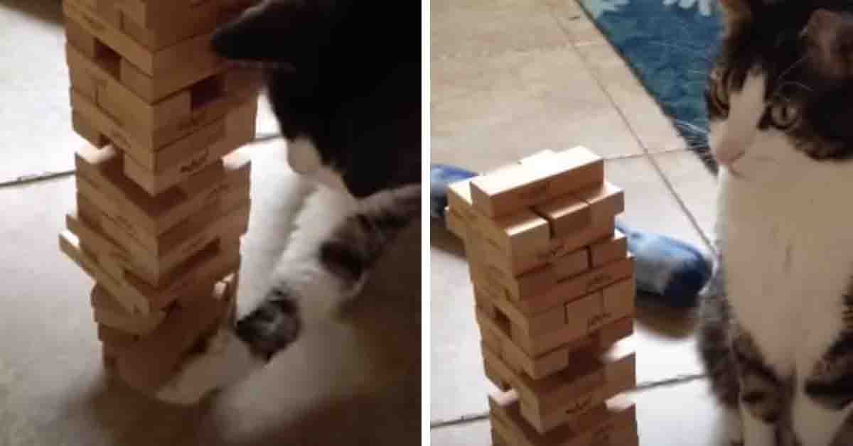 Il gattino gioca a Jenga e il video diventa virale
