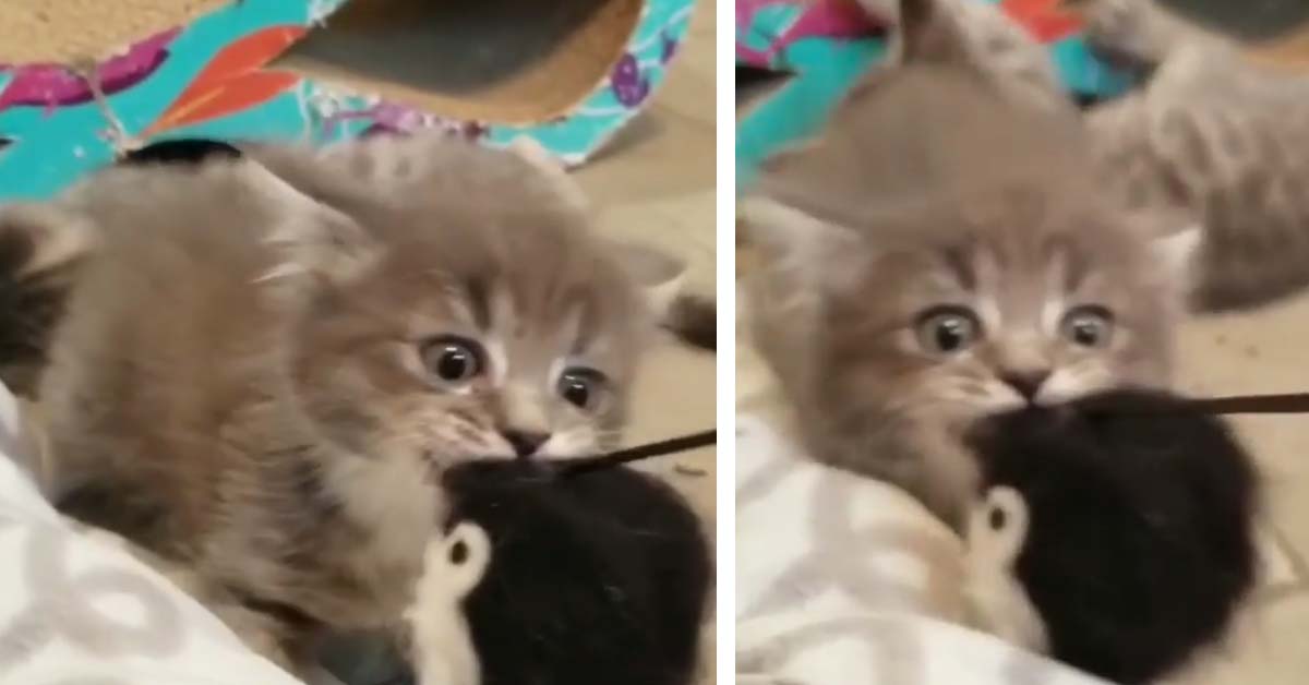 Il gattino gioca al “tiro alla fune” e il video conquista il web