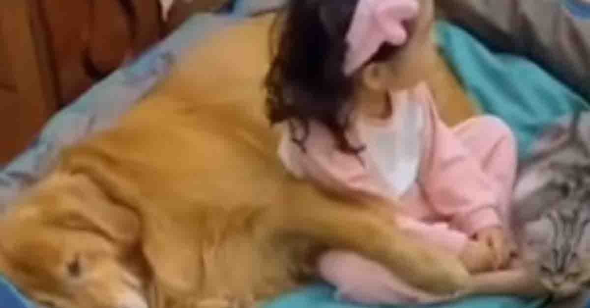 Un gattino che dorme con una bambina e un Golden Retriever