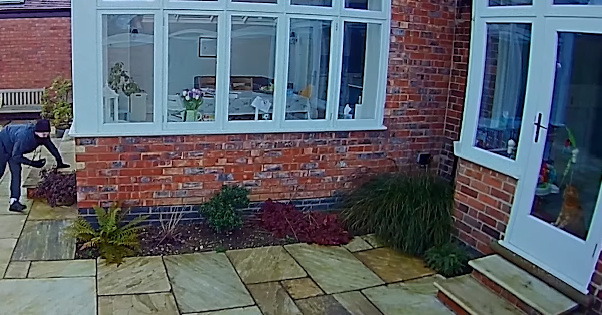 Il gattino impedisce al ladro di entrare in casa (video)