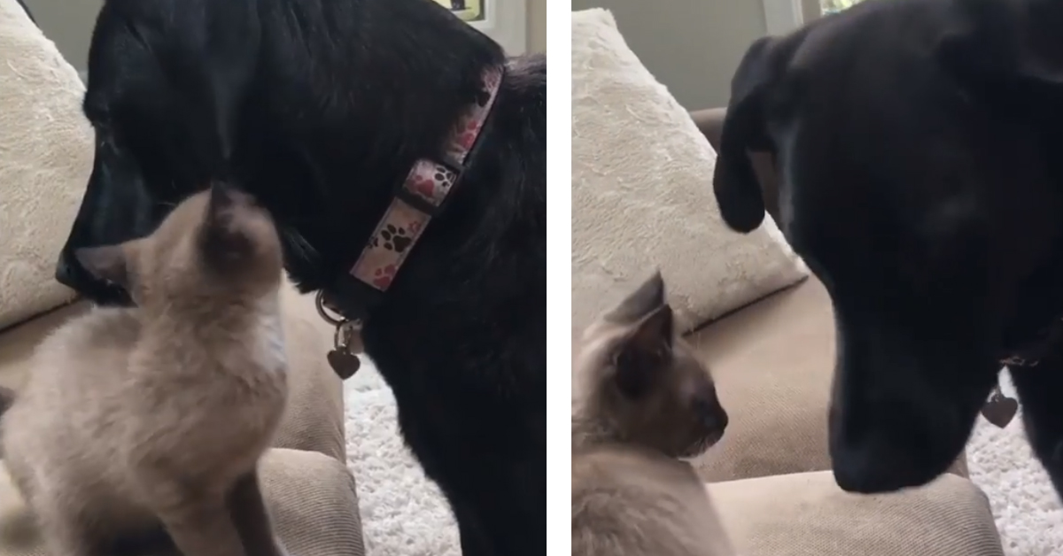 Il gattino incontra per la prima volta un cagnolino e il video emoziona il web