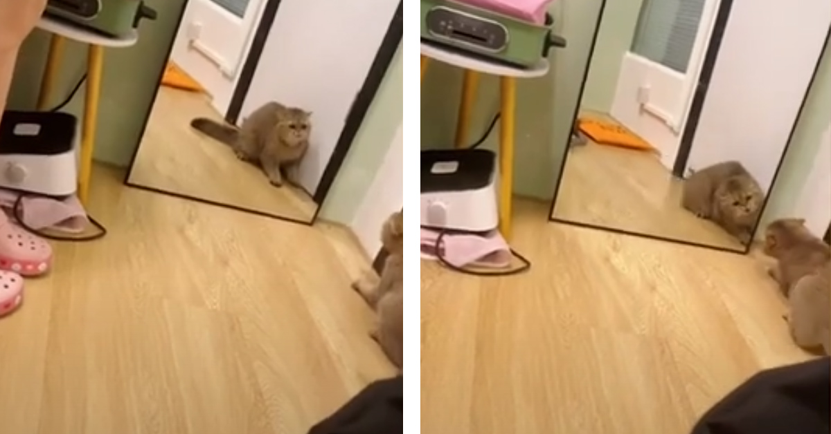 Il gattino lotta contro il suo stesso riflesso allo specchio e il video diventa virale