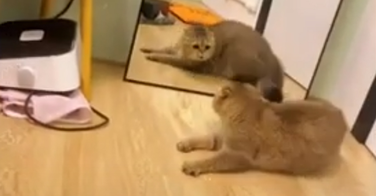 Gatto lotta contro il suo stesso riflesso allo specchio