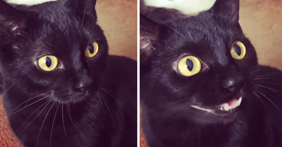 Il gattino nero miagola in un modo davvero strano e il video conquista il web