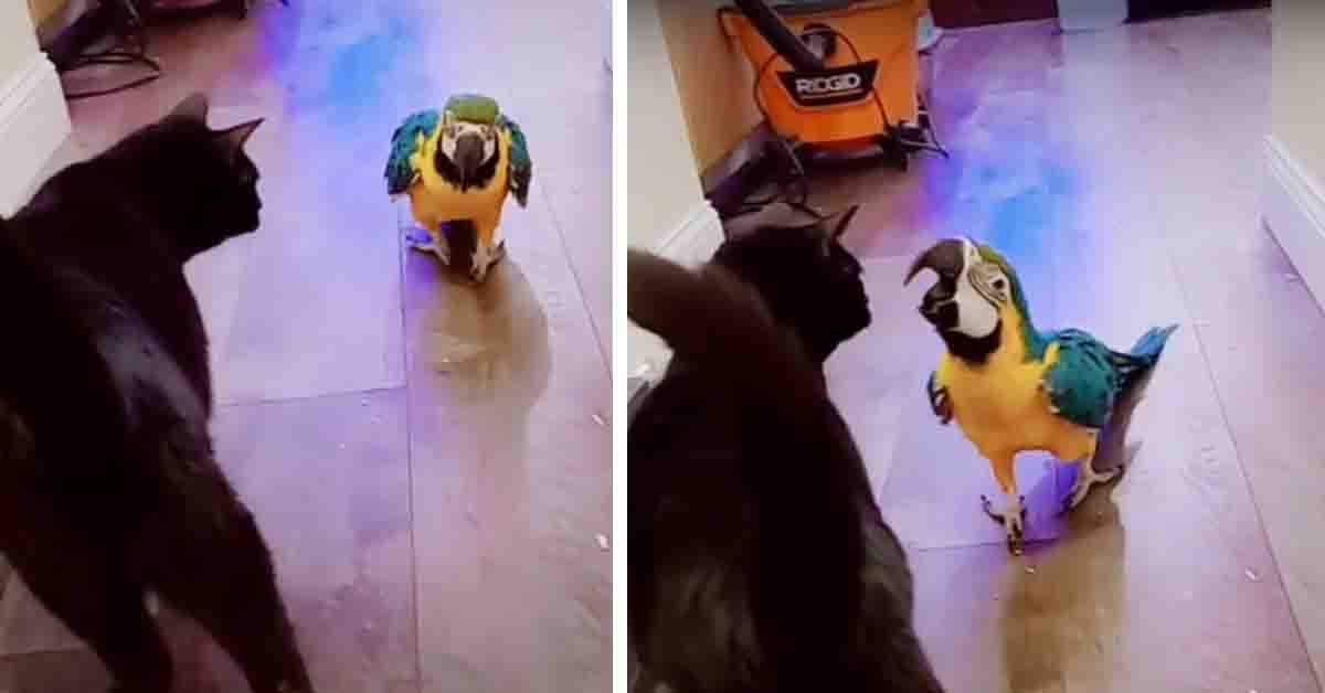 Il gattino non è molto felice della presenza del pappagallo (video)