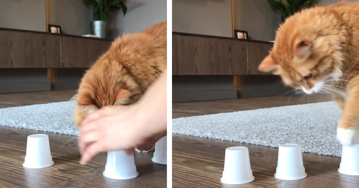 Il gattino non si lascia ingannare dal trucco di magia dei 3 bicchieri (video)