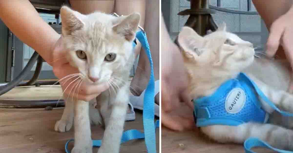 Il gattino non vuole andare in giro con il guinzaglio e finge di “svenire” (video)