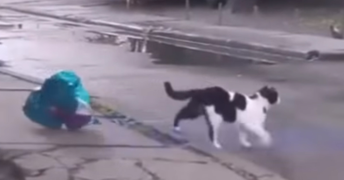 Il gattino porta un palloncino in regalo alla sua “amata” (video)
