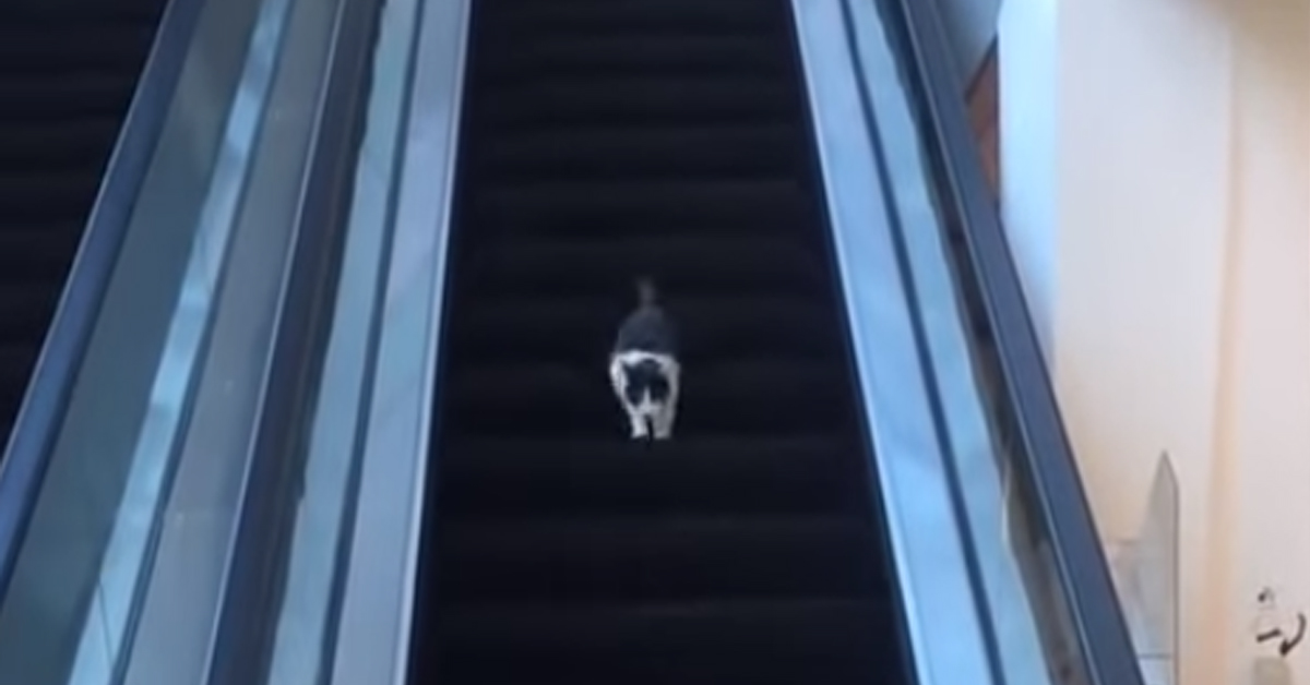 Il gattino prova a percorrere le scale mobili nella direzione sbagliata (video)