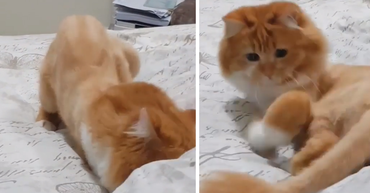 Il gattino prova a prendersi la coda e il video conquista il web