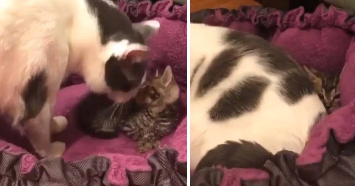Il gattino ruba il posto al felino adulto e lui decide di sdraiarsi sopra al piccolo “ladro”