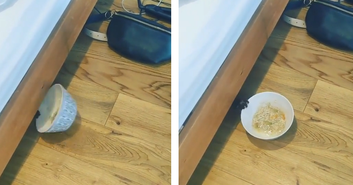 Il gattino ruba la cena del suo proprietario e il video della sua impresa diventa virale