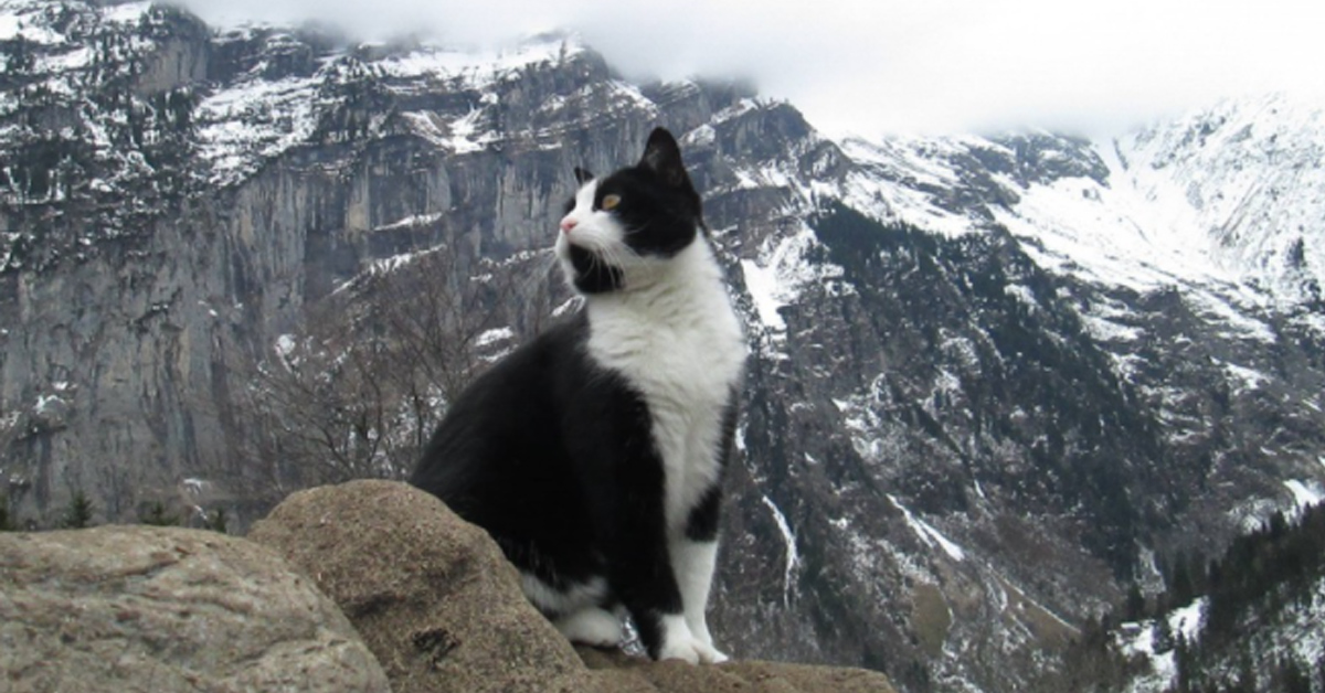 Il gattino salva un escursionista che si era perso e lo guida verso l’ostello (video)