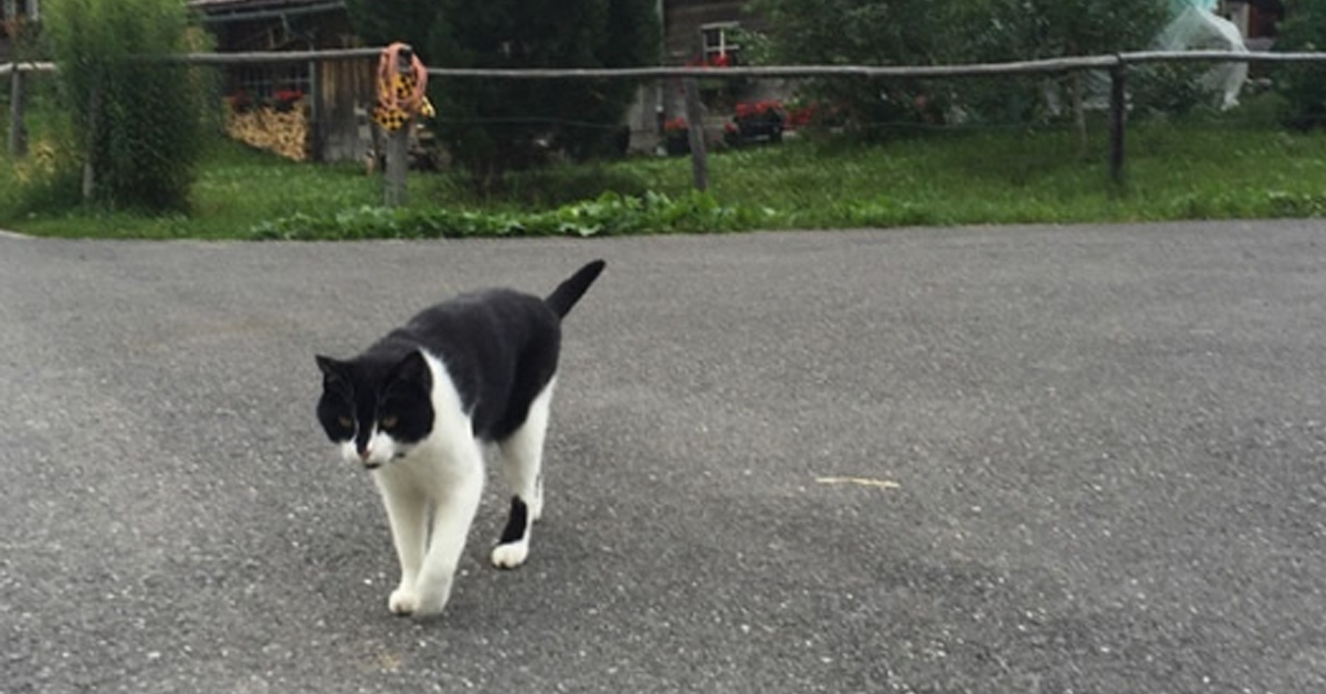 Gatto che cammina in strada