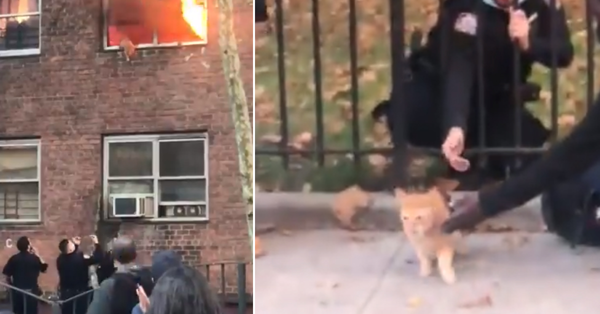 Il gattino scappa da una casa in fiamme grazie all’aiuto dei suoi angeli custodi (video)
