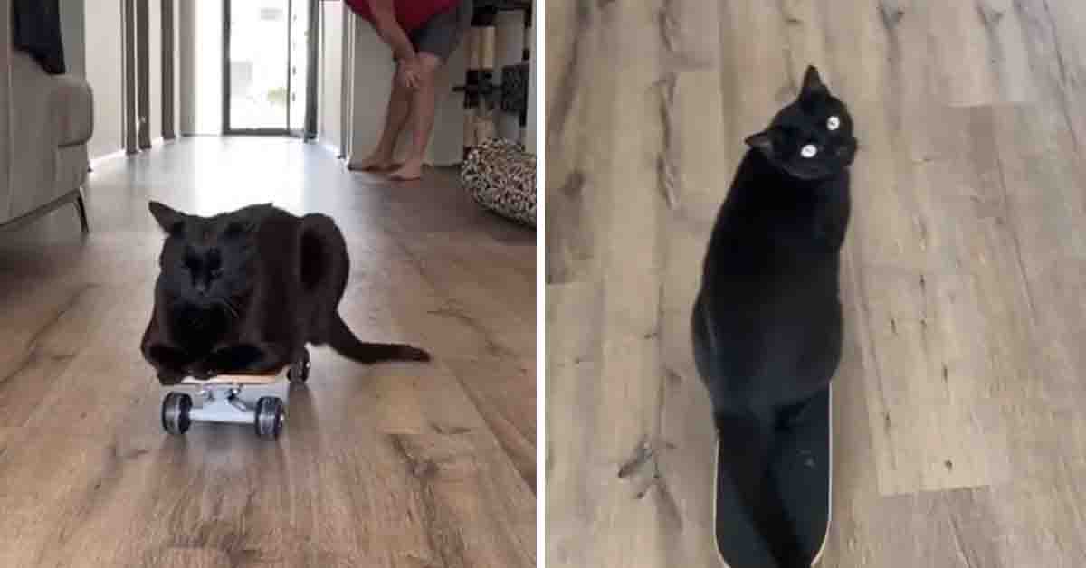 Il gattino sfreccia su uno skateboard e il video diventa virale