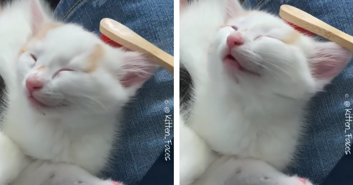Il gattino si lascia massaggiare da uno spazzolino (video)