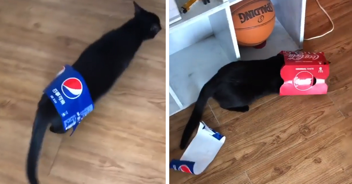 Il gattino si traveste da Pepsi, ma poi capisce di preferire la Coca Cola (video)