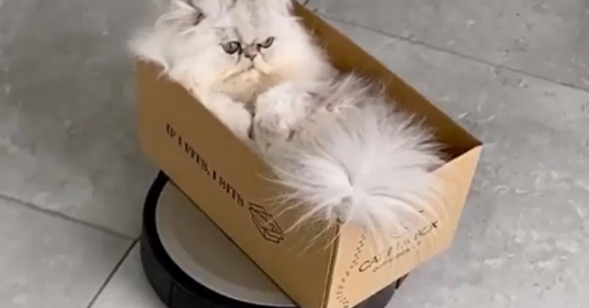 Il gattino viaggia a bordo dell’aspirapolvere e il video fa il giro del web