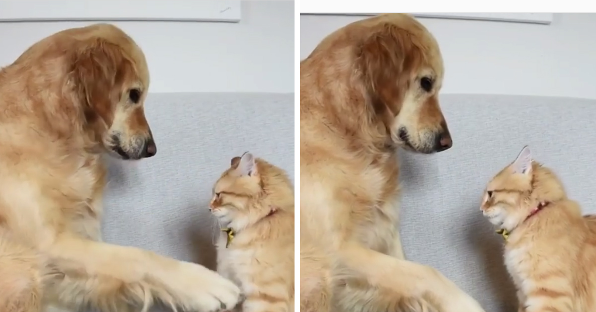 Il gattino vuole battere il cinque con il Golden Retriever che invece ha deciso di snobbarlo (video)