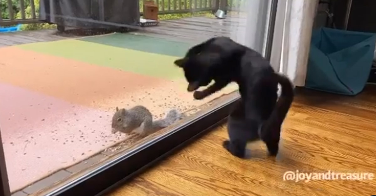 Il gattino vuole giocare con lo scoiattolo, ma un vetro li separa (video)
